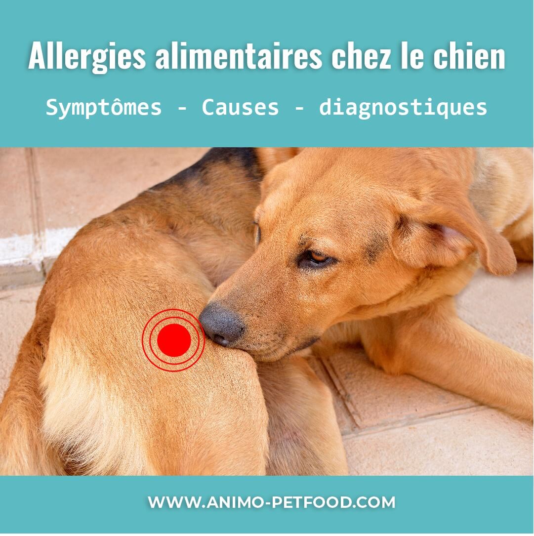 allergies-alimentaires-chez-le-chien-symptômes-causes-diagnostiques